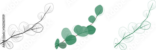 Eucalyptus branches collection.Set of differents green and black eucalyptus branches. Natural leaves and branches designer art tropical elements . Hand drawn,one line eucalyptus leaves and branches.