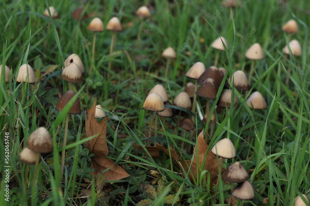 green meadow where many mushrooms grow