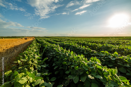 A verdant soybean field with an abundance of health benefits