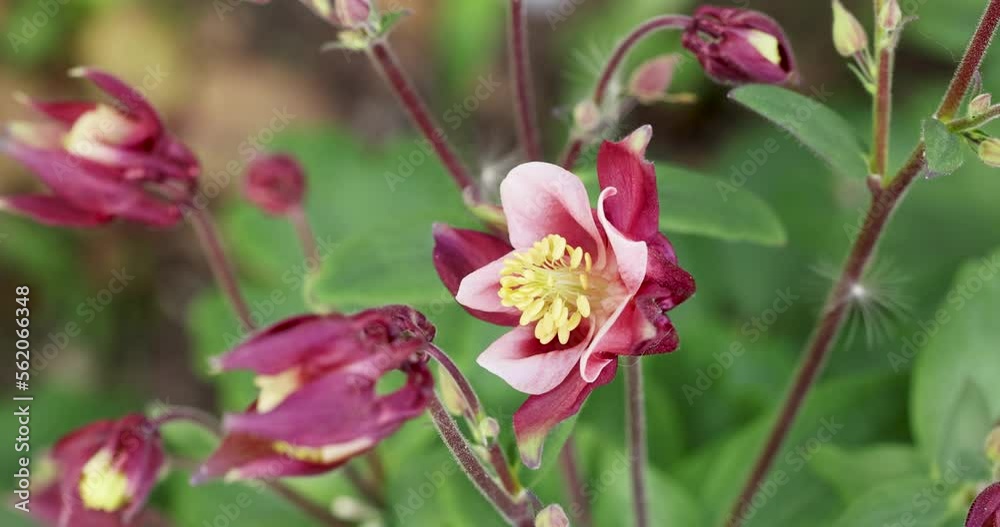 Tender purple pink white aquilegia bells flowers Tender purple pink white aquilegia bells flowers