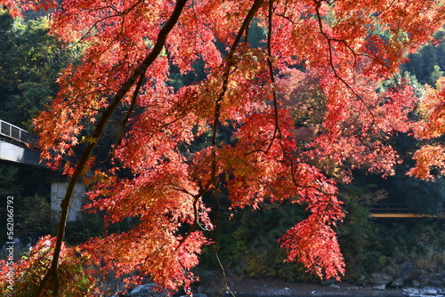 Maple leaves tinged with red, Mitake gorge, Ome, Tokyo, Japan