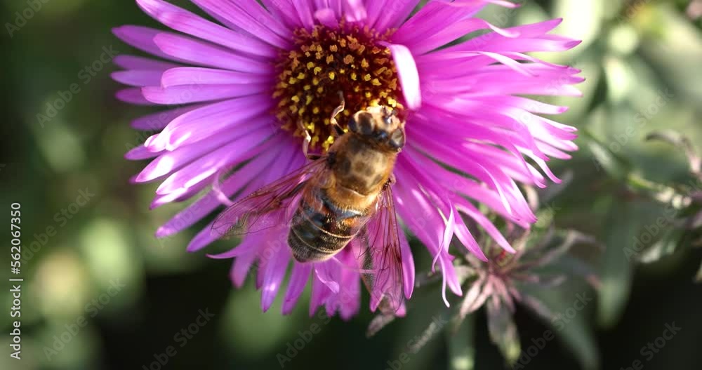 Gadflies feeding on a lilac aster alpinus flowers