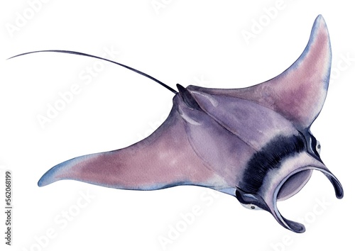 Manta ray, giant sea devil. The stingray isolated on a white background. Hand drawn watercolor illustration.
