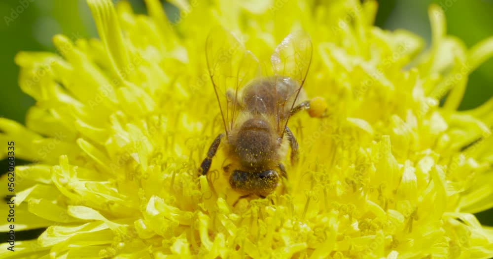 Slow motion video of honey bee feeding on dandelion flower Slow motion video of honey bee feeding on dandelion flower