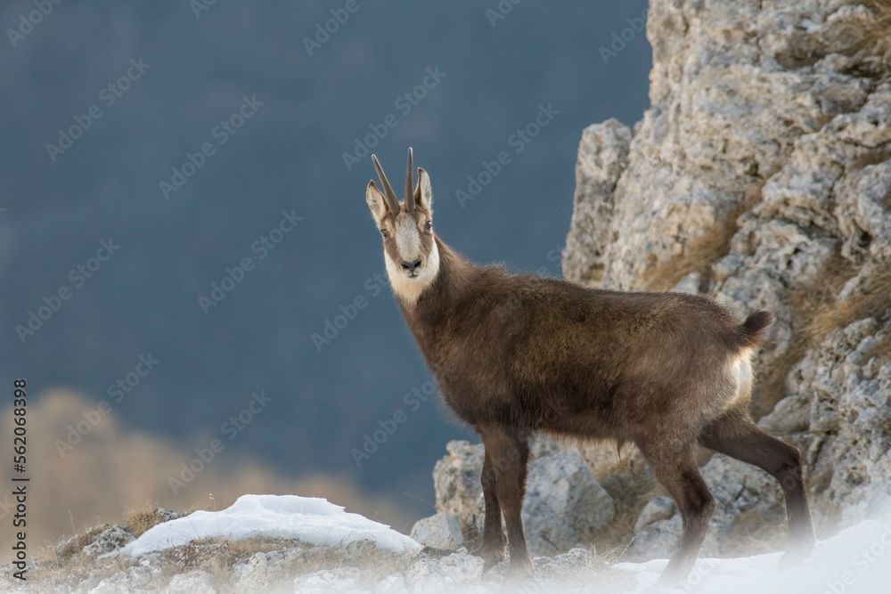 Alpine chamois (Rupicapra rupicapra) standing on a rocky ridge in the soft light of dawn looking into the camera. Winter environment. Italian alps. piedmont.