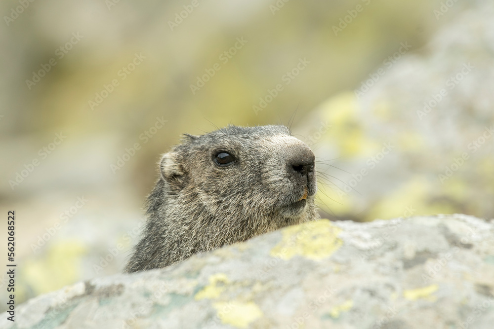Close-up of a beautiful Alpine marmot (Marmota marmota) emerging from its burrow among the rocks with a curious and friendly expression. Italian Alps, Monviso Park.
