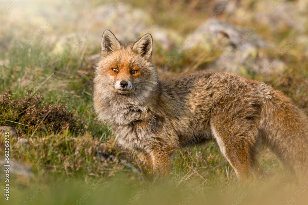 Portrait of a wonderful red fox (Vulpes vulpes) with thick fur standing on an alpine meadow at sunset, looking at camera, Italian Alps.