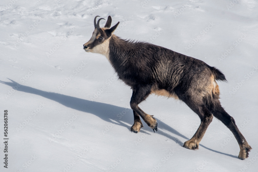 Young chamois or alpine goat (Rupicapra rupicapra) facing a steep snowy slope in a sunny day on the Italian Alps mountains, Piedmont.