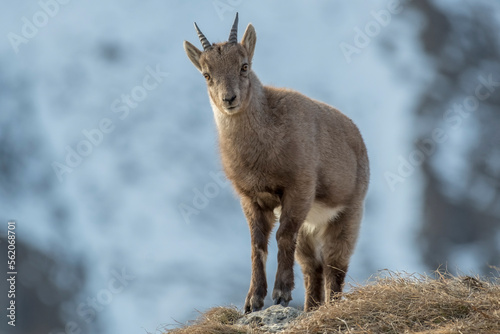Cute Alpine ibex cub  wild goat - Capra ibex  standing on the edge of a slope against snowy ravines in the background  Italian alps  Piedmont.