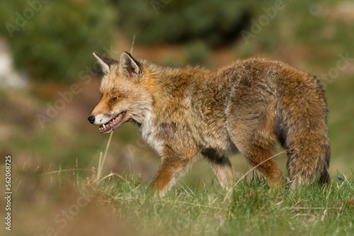 Obraz na płótnie Wild Red fox (Vulpe vulpes) looking for preys on a summer alpine meadow at twilight, Italian Alps. Piedmont. w salonie