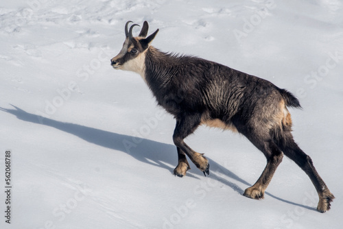 Obraz na płótnie Young chamois or alpine goat (Rupicapra rupicapra) facing a steep snowy slope in a sunny day on the Italian Alps mountains, Piedmont. w salonie