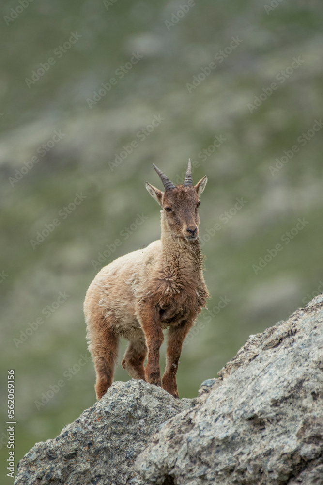 Alpine ibex cub standing on a rock with green slopes in the background. Capra ibex in its environment on the Italian Alps (Piedmont).