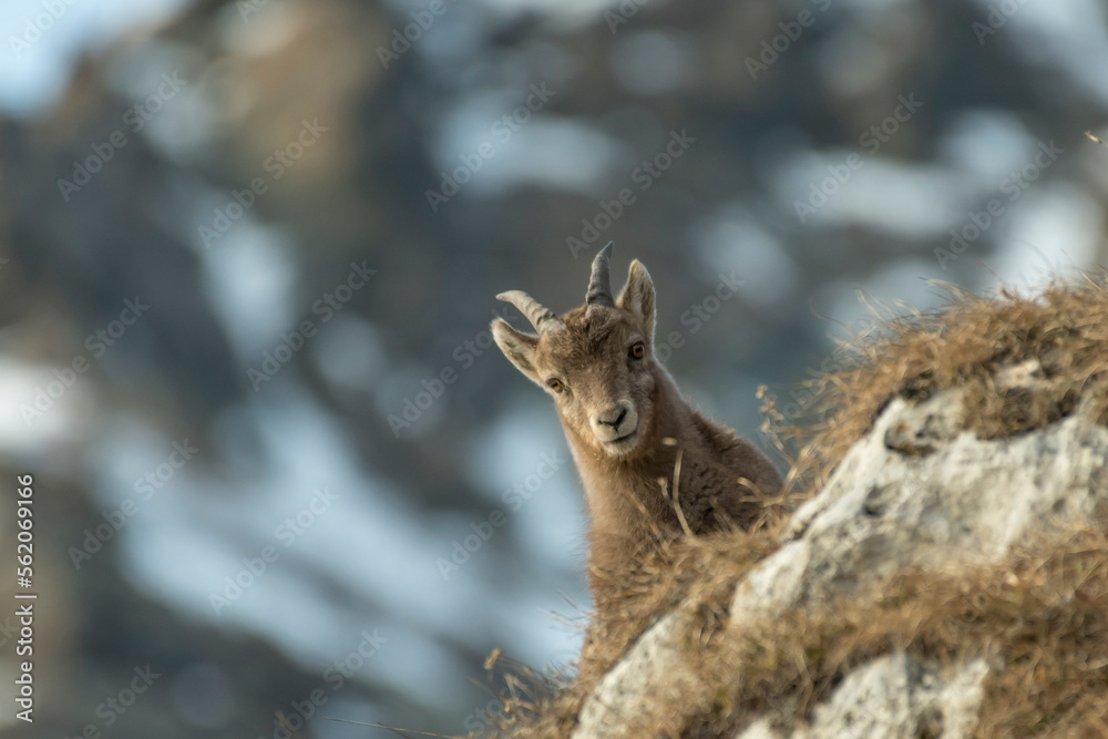 Curious baby alpine ibex (Capra ibex) emerging from a rocky alpine ridge against snowy slopes in the background, Italian Alps. Piedmont.