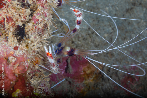 A banded coral shrimp with red and white stripes and long white antennas is sitting on the coral