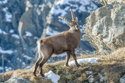 Alpine ibex  Capra ibex  shows his strength standing on a winter alpine grassland with mountains in the background  Italian Alps