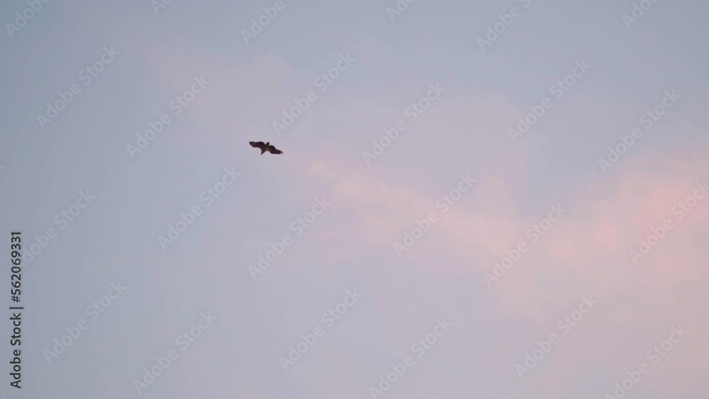 Slow motion shot of a bird flying against the blue sky at Goa in India. Bird flying in the sky during the sunset at the beach. Natural background. Bird flying in the sky after sunset. Slow motion shot of a bird flying against the blue sky at Goa in India. Bird flying in the sky during the sunset at the beach. Natural background. Bird flying in the sky after sunset.