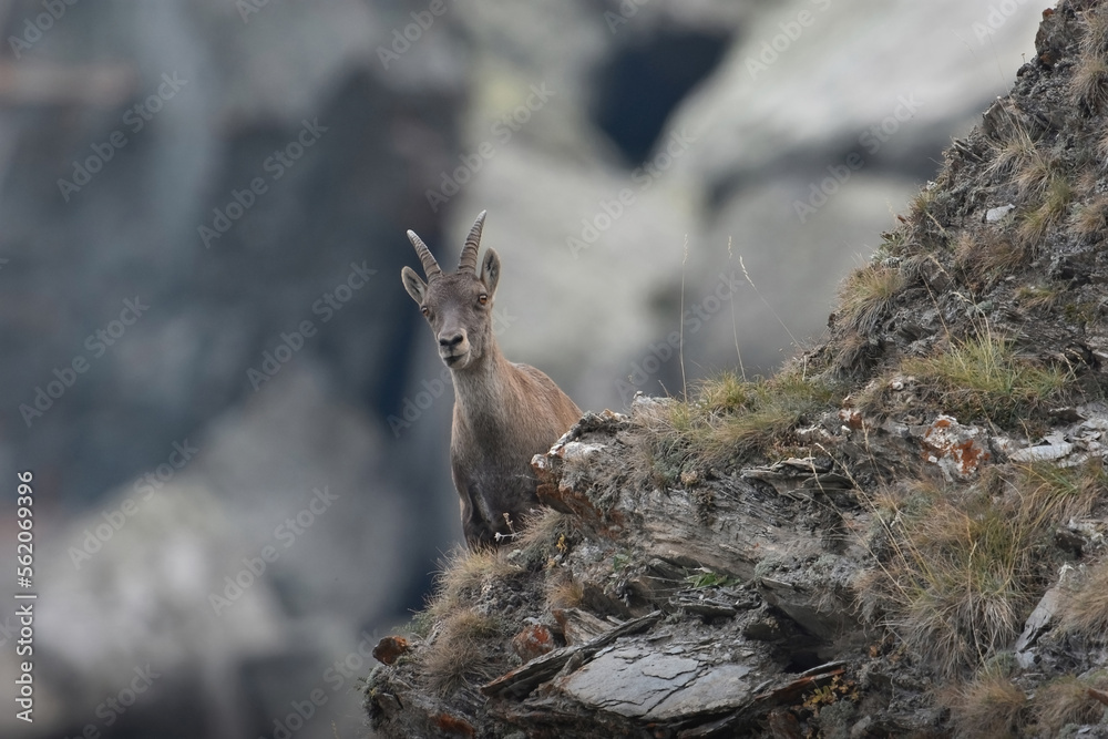 Portrait of female Alpine ibex or alpine goat (Capra ibex) looking from a ridge against blurred mountain in the background, Italian Alps, Piedmont, August.