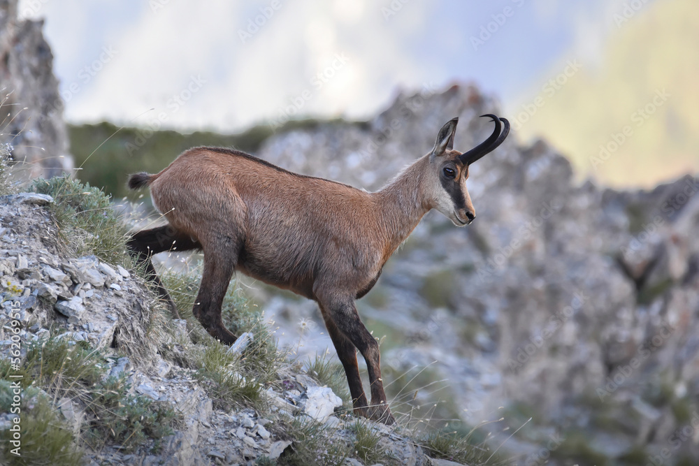 Summer Alpine chamois (Rupicapra rupicapra) facing a steep rocky slope in the light of dawn against rocky mountains background, Italian Alps, Monviso Natural Park. Animal in the wild.