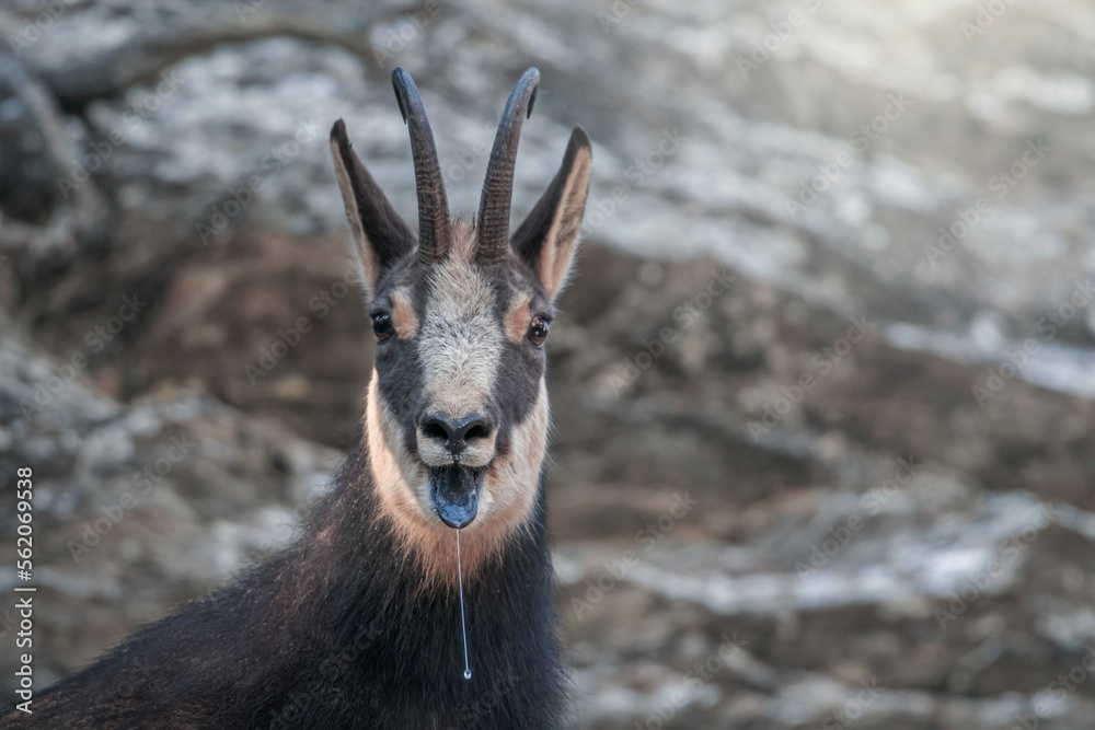 Close up of Male Alpine Chamois (Rupicapra rupicapra) with tongue hanging out due to exhaustion of confrontation races during mating season. Italian Alps. Piedmont.