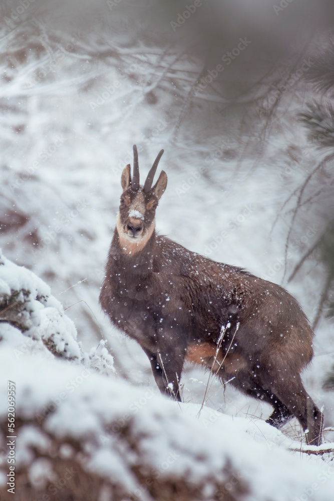 Male Alpine chamois or buck (Rupicapra rupicapra) looking out from the thick of the snowy forest during a heavy snowfall, Italian Alps, Monviso natural Park.