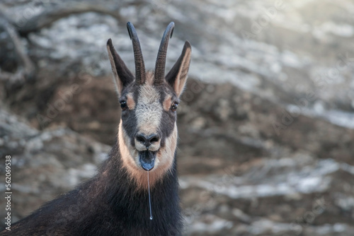 Obraz na płótnie Close up of Male Alpine Chamois (Rupicapra rupicapra) with tongue hanging out due to exhaustion of confrontation races during mating season. Italian Alps. Piedmont. w salonie