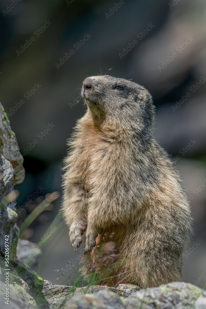 A beautiful alpine marmot (Marmota marmota) with thick fur stands up on a stone in a funny position while the evening sun lights up its eyes. Piedmont Alps, Italy.