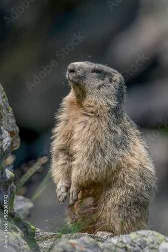 Obraz na płótnie A beautiful alpine marmot (Marmota marmota) with thick fur stands up on a stone in a funny position while the evening sun lights up its eyes. Piedmont Alps, Italy. w salonie