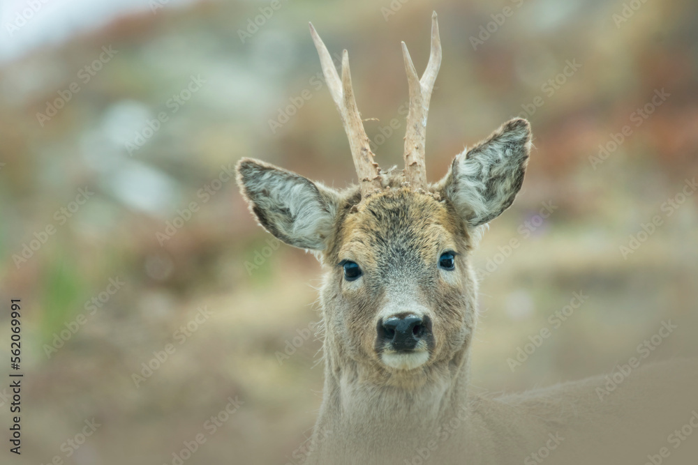 Close up of a wild male european roe deer or roe buck (Capreolus capreolus) with spring antlers (horns), looking into camera, Italian Alps, Monviso Park - Cute wild animal