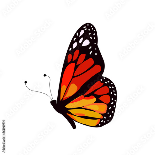 Vector image of a beautiful black monarch butterfly with red, orange and yellow spots close-up on a white background. Graphic design.