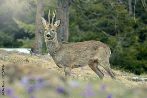 Male roe deer (Capreolus capreolus) stands on a winter alpine grassland strewn with beautiful blue flowers (crocus vernus) and forest in the background. Piedmont alps, Italy.