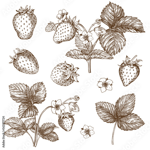 Set of vector drawings of strawberries. Berries, flowers, leaves. Engraving style illustration. Farm harvest isolated on white background. Great for label, poster, print, logo. Vector.