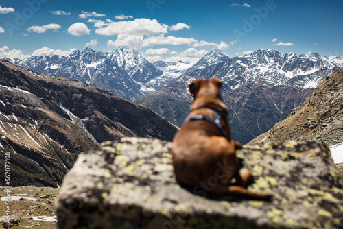 Dog laying on rock, looking at the beautiful mountain scenery.