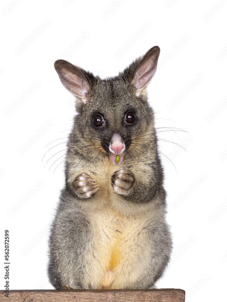 Obraz premium Brushtail Possum aka Trichosurus vulpecula, sitting facing front on wooden box. Looking straight to the camera. Eating fresh green spinach from paws. Isolated cutout on a transparent background.