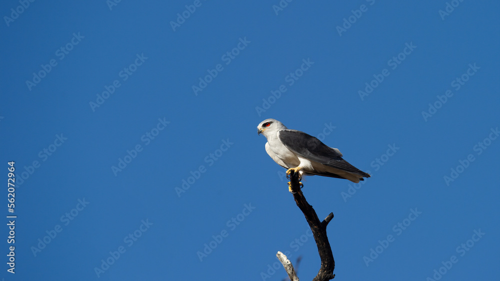 Obraz premium Black-shouldered Kite (Elanus caeruleus) Kgalagadi Transfrontier Park, South Africa