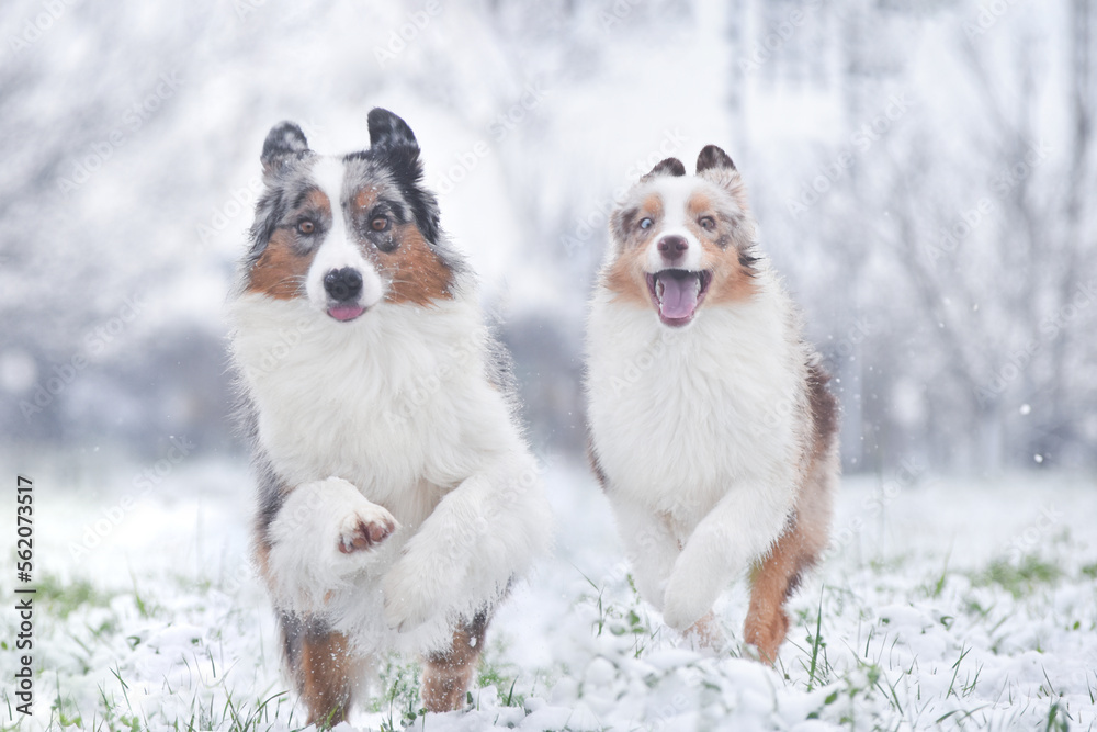 Two australian shepherds dog runs forward in the snow in winter Two australian shepherds dog runs forward in the snow in winter