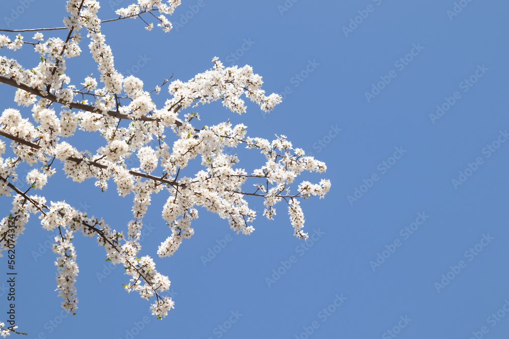 Spring bloom white flowers. Cherry blossom twigs Spring bloom white flowers. Cherry blossom twigs