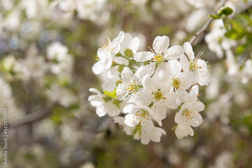 Spring bloom white flowers. Cherry blossom twigs