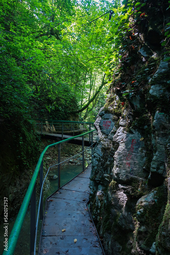 bridge in the forest