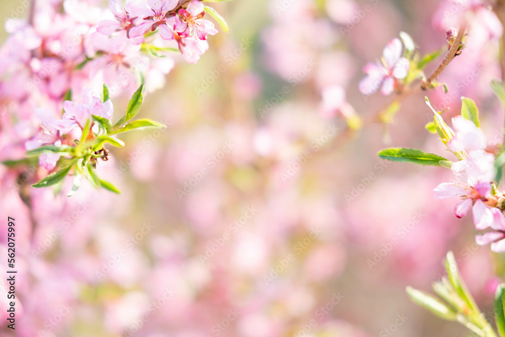 A sprig of almonds with a pink flower. A flowering almond tree in the garden. Spring flowers. Beautiful almond blossoms on a blurry background.