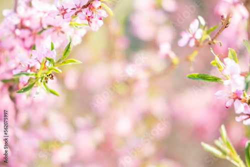 A sprig of almonds with a pink flower. A flowering almond tree in the garden. Spring flowers. Beautiful almond blossoms on a blurry background.