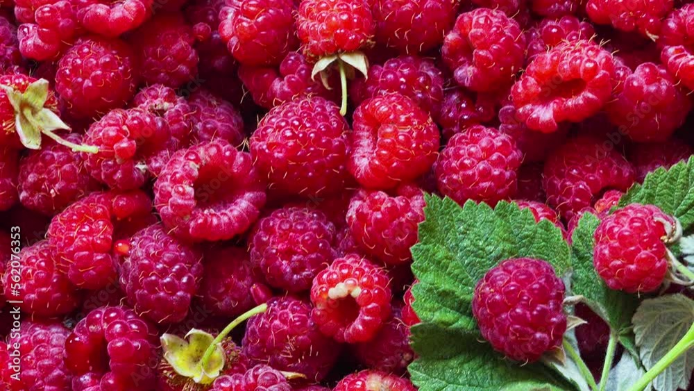Berry edible background of ripe fresh garden raspberry. Healthy organic food. Close-up, top view, flat lay, mock up. Movement with rotation Berry edible background of ripe fresh garden raspberry. Healthy organic food. Close-up, top view, flat lay, mock up. Movement with rotation