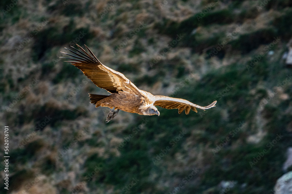 majestic flight of the griffon vulture majestic flight of the griffon vulture
