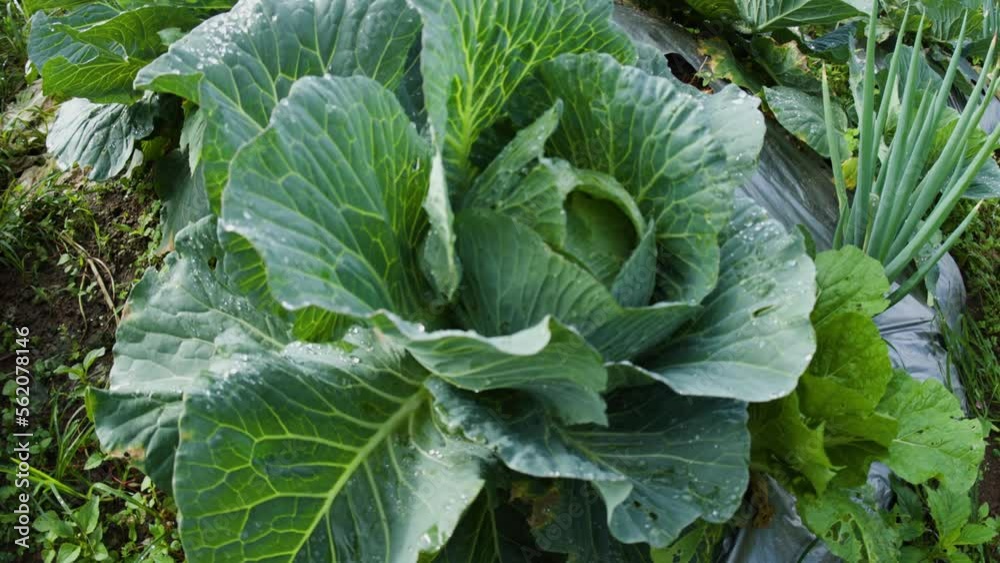 Farmland planted with cabbage and leek vegetables that are still wet with dew on a sunny morning Farmland planted with cabbage and leek vegetables that are still wet with dew on a sunny morning