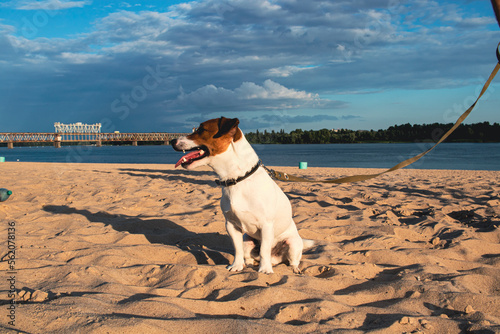 Fototapeta Naklejka Na Ścianę i Meble -  Portrait of Jack Russell Terrier. The dog plays on the beach in the light of a pink sunset. Pet in summer