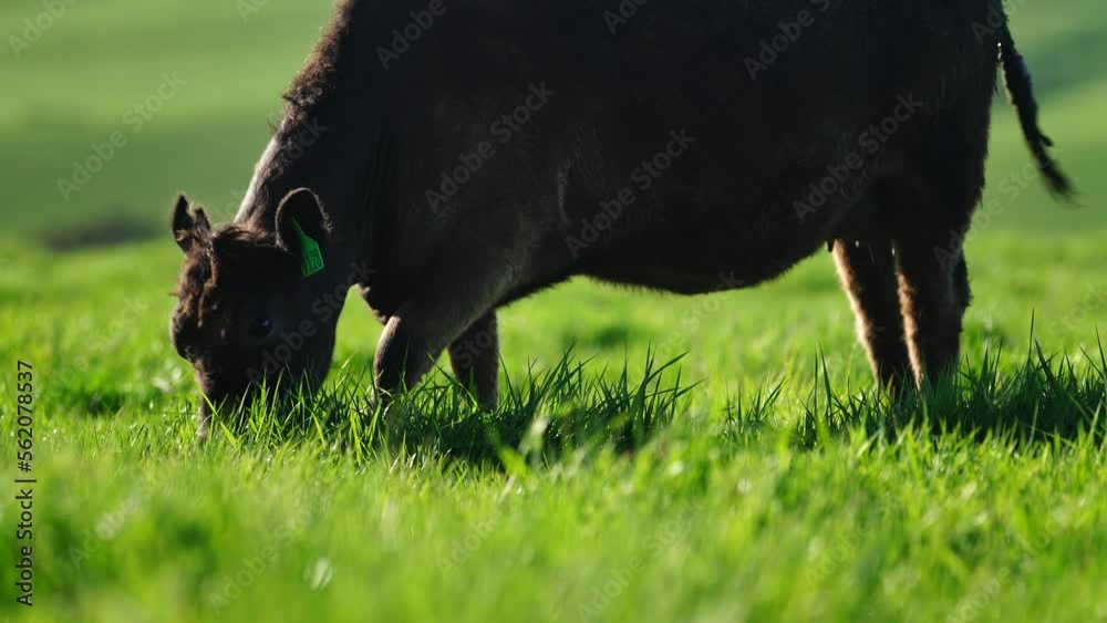 Cows grazing on grass in a field on a farm in Australia. Australian agriculture working with soil carbon. Cows grazing on grass in a field on a farm in Australia. Australian agriculture working with soil carbon.