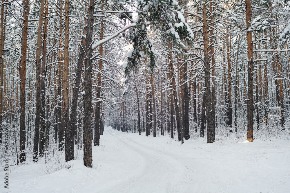 Horizontal image of winter forest in snowy weather with path for walking Horizontal image of winter forest in snowy weather with path for walking