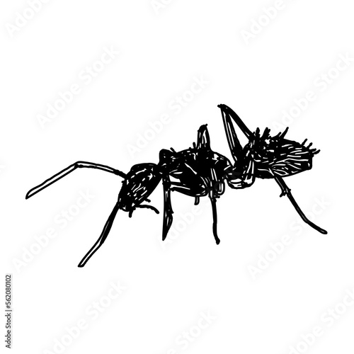 black and white sketch of an ant with a transparent background