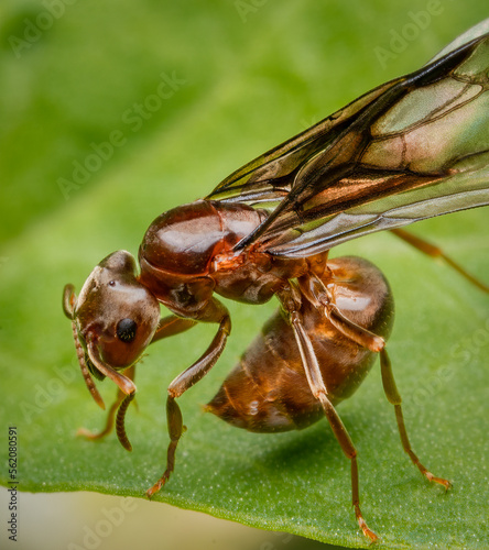 Macrophotography of a Brown Ant (Lasius neoniger) on a green leaf. Extremely close-up and details.