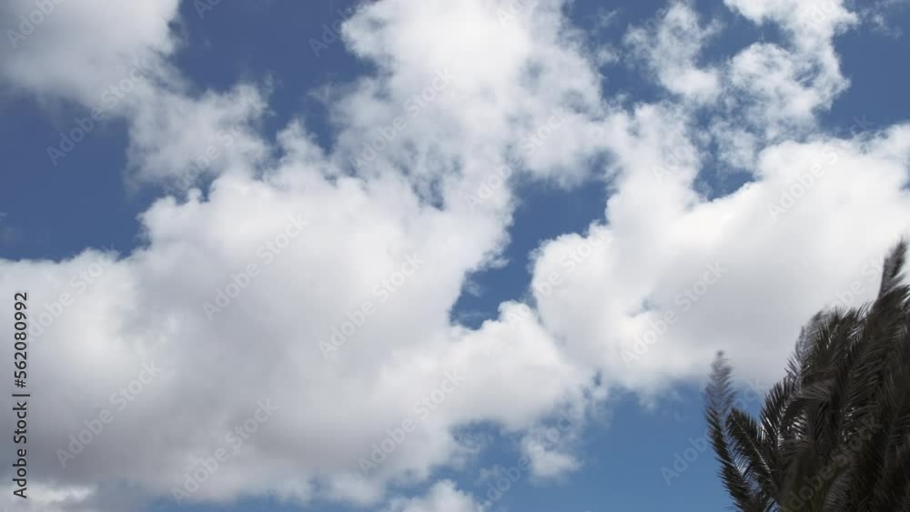 Nubes blancas moviéndose por el viento y palmera canaria