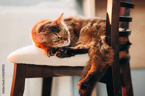 Beautiful red cute catsleeping in the cozy home room on the chair photo